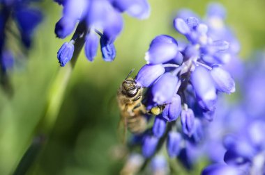 Bee in spring flower