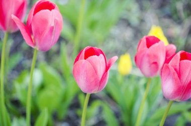 güzel bahar çiçekleri arka plan