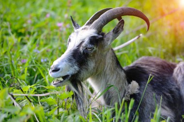 Dışarıdaki genç keçinin yakın plan portresi