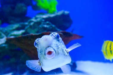 Su altı dünyasına yakın çekim 