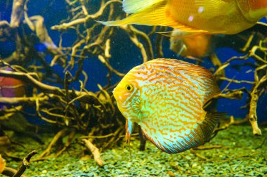 Su altı dünyasına yakın çekim 