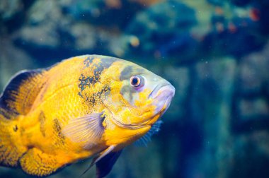 Su altı dünyasına yakın çekim 