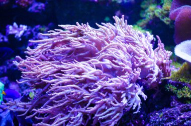 Su altı dünyasına yakın çekim 