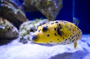 Su altı dünyasına yakın çekim 