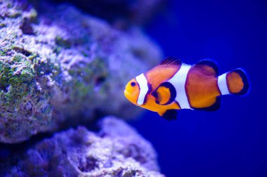 Su altı dünyasına yakın çekim 