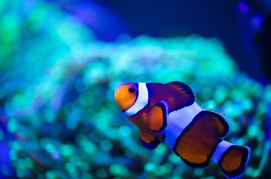 Su altı dünyasına yakın çekim 