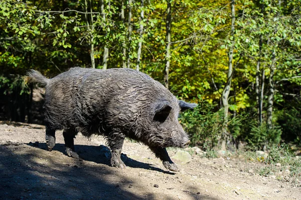 Wild boar in forest — Stock Photo, Image