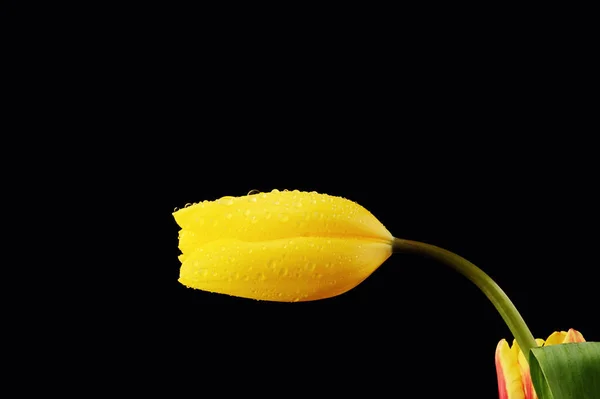 Tulipa amarela com gotas de água no fundo preto — Fotografia de Stock