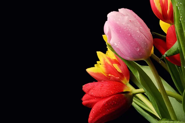 Buquê colorido de flores de tulipa de primavera fresca com gotas de água — Fotografia de Stock
