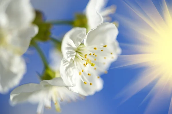 Λουλούδια από άνθη κερασιάς την ανοιξιάτικη μέρα — Φωτογραφία Αρχείου