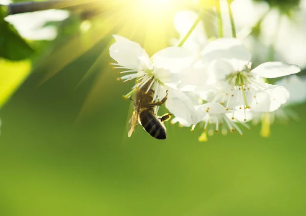 Μέλισσα σε ένα λουλούδι των λευκών ανθών κερασιάς — Φωτογραφία Αρχείου