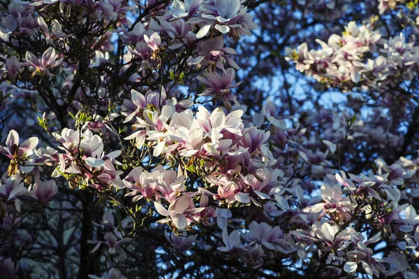 Smukke Forårsblomster Baggrund - Stock-foto