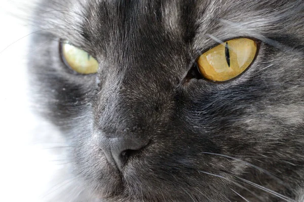 Leuke Kat Selectieve Focus — Stockfoto