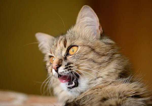 Gato Bonito Foco Seletivo — Fotografia de Stock