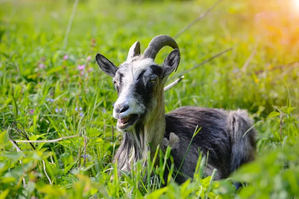 Closeup Portrait Young Goat Outdoor — Stock Photo, Image