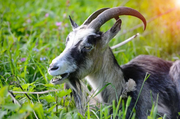 Closeup Portrait Young Goat Outdoor — Stock Photo, Image