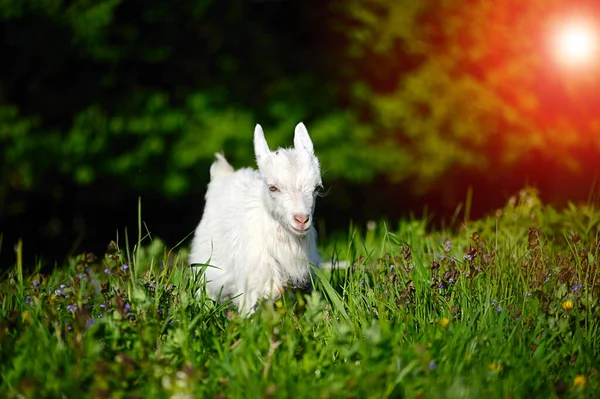 Closeup Portrait Young Goat Outdoor — 스톡 사진