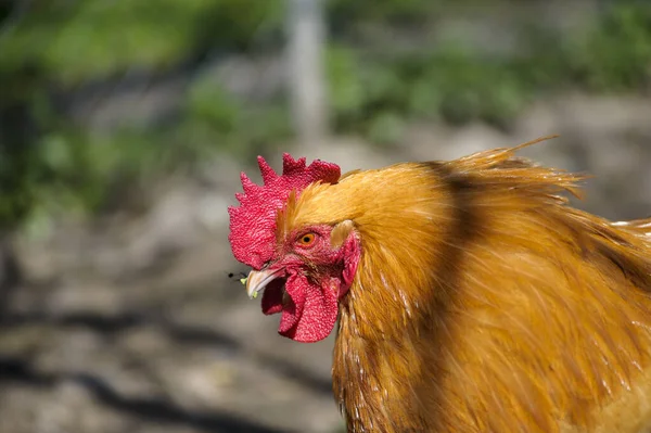 Portrait Hen Outdoor — Stock Photo, Image