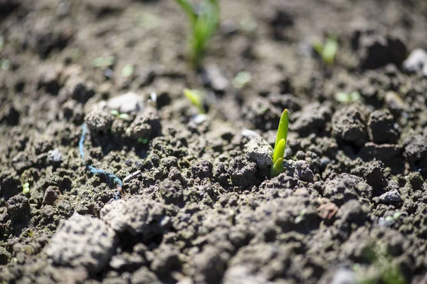 Detailní záběr na plantáž cibule v zeleninové zahradě — Stock fotografie