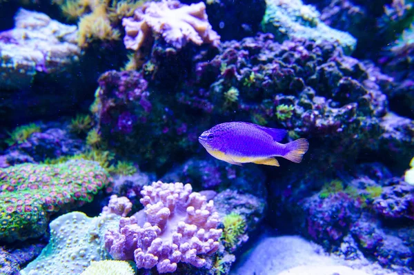 Close Shot Underwater World — Stock Photo, Image