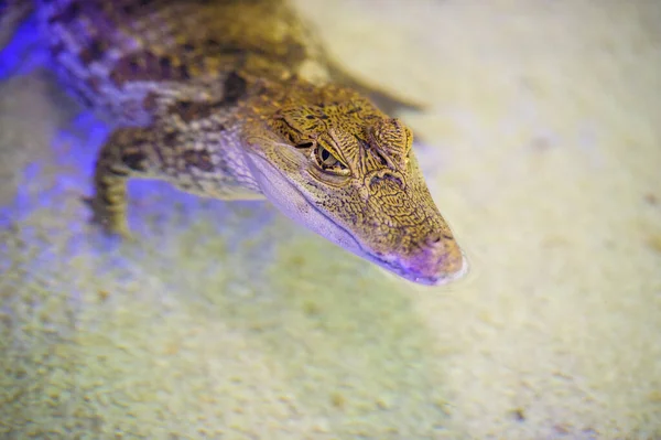 Alligator Animal Water Background — Stock Photo, Image