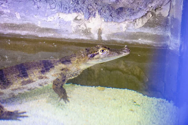 Zwierzęta Aligatory Wodzie Tle — Zdjęcie stockowe