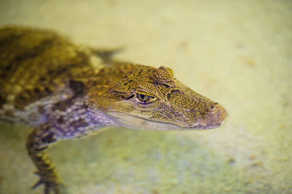Alligator Animal Water Background — Stock Photo, Image