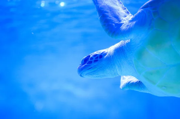 紺碧の水で亀の水泳 — ストック写真