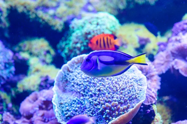 Ryby morskie i korale — Zdjęcie stockowe