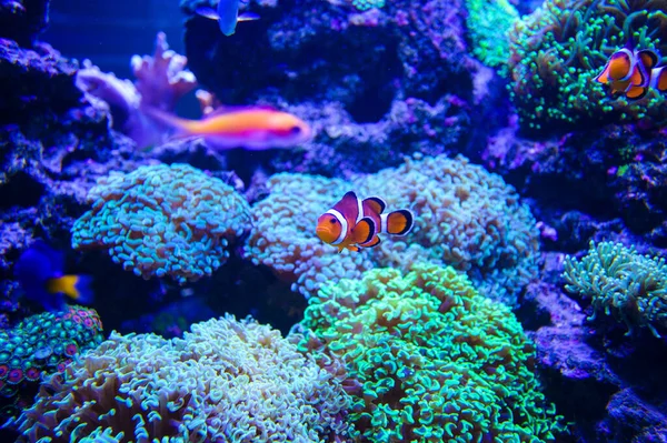 Close Shot Underwater World — Stock Photo, Image