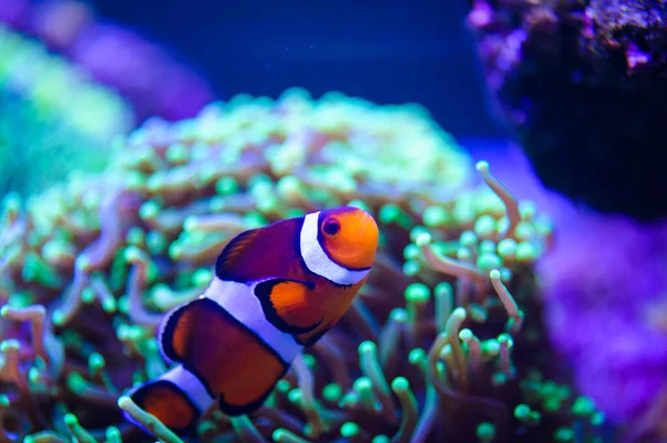 Close Shot Underwater World — Stock Photo, Image