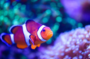 Su altı dünyasına yakın çekim 