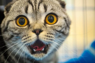 Şirin kedi, seçici odaklanma.