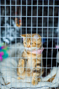 Şirin kedi, seçici odaklanma.