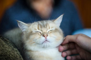 Şirin kedi, seçici odaklanma.