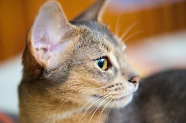 Şirin kedi, seçici odaklanma.