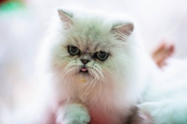 Şirin kedi, seçici odaklanma.