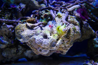 Su altı dünyasına yakın çekim 