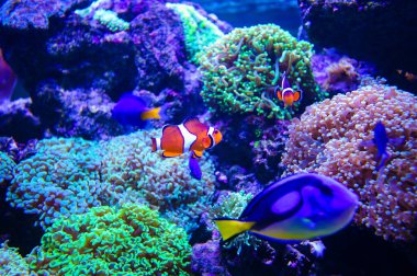 deniz balık ve mercan