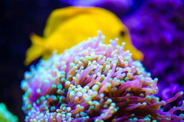 Su altı dünyasına yakın çekim 