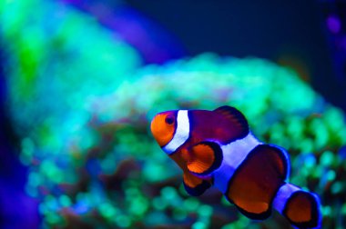 Su altı dünyasına yakın çekim 