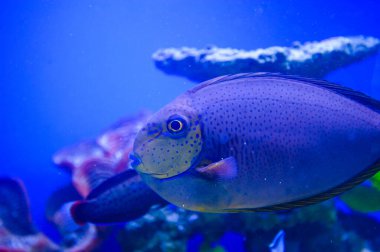 Su altı dünyasına yakın çekim 