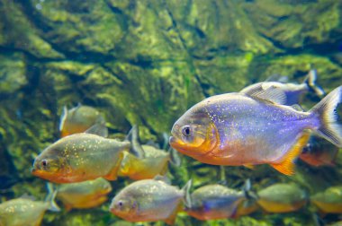 Su altı dünyasına yakın çekim 
