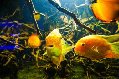 Su altı dünyasına yakın çekim 