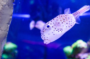 Su altı dünyasına yakın çekim 