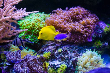 Su altı dünyasına yakın çekim 