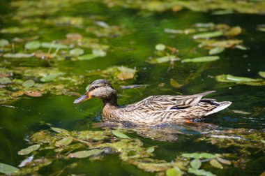 su üzerinde yüzen ördekler