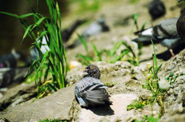  Güzel, meraklı güvercin.