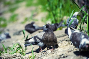  Güzel, meraklı güvercin.