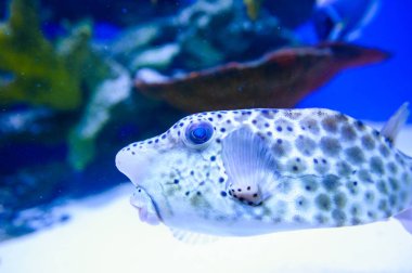 Su altı dünyasına yakın çekim 